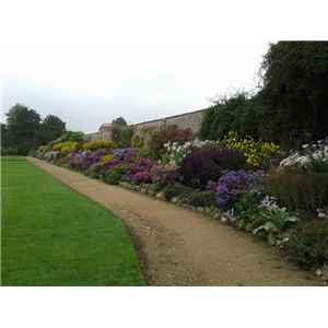 Herbaceous Borders Old & New 21st June 2024